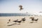 One seagull soaring above rest of birds on the beach