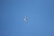 One seagull soaring highly in the blue sky