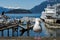 One seagull standing on the Horseshoe Bay Public Dock Park.