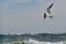 One Seagull or Tern Soaring Over Ocean Waves