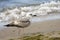 One seagull is walking along the shore