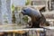 One seal or Pinniped are sitting on the stone.