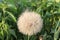 One seed on a feather is separated from a dandelion ball