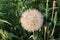 One seed on a feather is separated from a dandelion ball