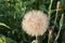 One seed on a feather is separated from a dandelion ball