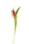 One separated fresh tulip flower.