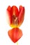 One separated fresh tulip flower. Close up.