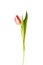 One separated tulip flower.