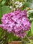 One of several bunches of lilac
