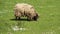 One Shaggy Sheep Graze With Happiness