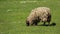 One Shaggy Sheep Graze With Happiness