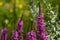One sharp purple flowering stem of purple loosestrife, lythrum salicaria, in the foreground, several purple flowering stems out of