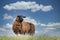 One sheep browsing fresh grass on the top of a hill