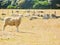 One of the sheep in the flock looks up at the meadow, copy space.