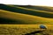 One sheep graing in a rolling hill meadow with low sun light casting shadows