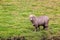 One Sheep In Green Farmland Meadow