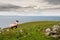 One sheep on a green grass in a field by Atlantic ocean,