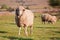 One sheep staring while the flock is feeding