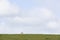 One sheep walks on grassy near leeuwarden in the netherland