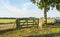 One sheep beside a wooden fence