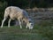 One shorn sheep eating grass