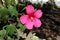 One showy pink flower of Hibiscus moscheutos