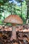 One single Amanita rubescens mushroom