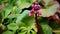 One single Bergenia flower 01