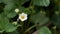 one single blossoming strawberry flower grows in the country