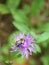 One Single Bumblebee on a Purple Garden Flower in Summer