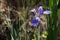 One single closeup Louisiana iris bloom growing in the sunlight