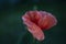 One single dreamy poppy bloom flower with details of red petals om simple background