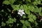 One single flower of European blackberry - Rubus fruticosus