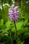 One single flower head of monkey orchid - Orchis simia