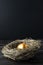 One Single Gold Egg in Bird`s Nest on Wood with Black Background