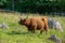 One single Highland cattle cow grazing in a green pasture