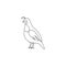 One single line drawing of adorable California valley quail for poultry logo identity. Dust bath bird mascot concept for national