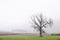 One single lone tree alone in fog landscape farm