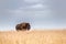 one single majestic buffalo standing in tall golden colored grass