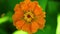 One single orange zinnia flower footage bokeh backdrop