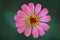 One Single Pink Zinnia Flower Bokeh Backdrop