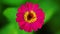 One single pink zinnia flower footage bokeh backdrop