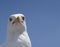 One single seagull in close up picture.