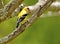 One single small yellow bird sitting on a branch.