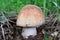 One single specimen of Amanita rubescens or Blusher mushroom