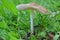 One single specimen of Hygrocybe fornicata or Earthy Waxcap mushroom