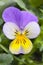 One single Viola cornuta tricolor