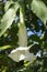 One Single White Brugmansia - Angel`s Trumpets
