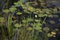 One single white waterlily growing wild in natural dark water with lily pads and reeds in foreground