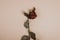One single withered dry red rose lie on a beige background. Top view, copy space